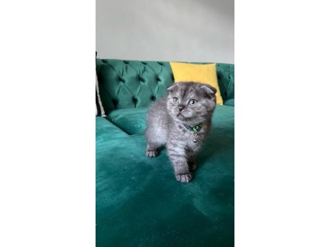 Safkan scottish fold ankara