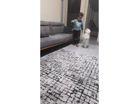 9 aylık erkek 0 numara terrier maltese