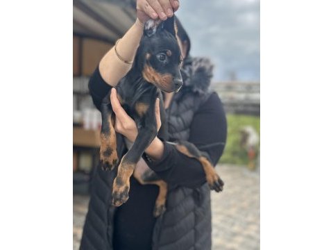 Şecereli king doberman yavrularım