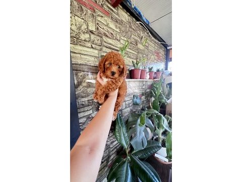 Dişi toy poodle