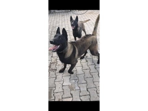 Safkan black malinois