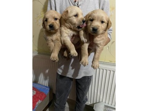Baby face yavrular golden retriever