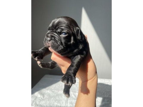 French bulldog
