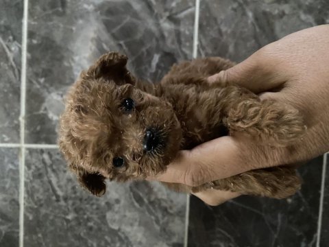 Orjinal toy poodle yavrular