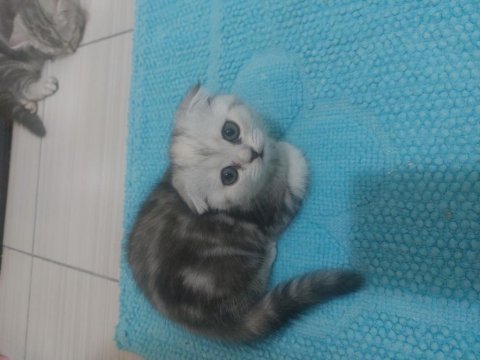 British shorthair 50 günlük