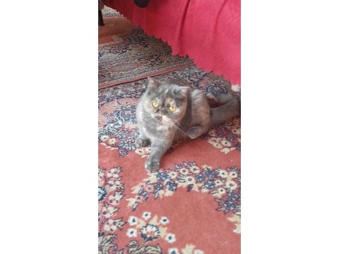 British shorthair dişi kısır kedimiz 1 yaşında