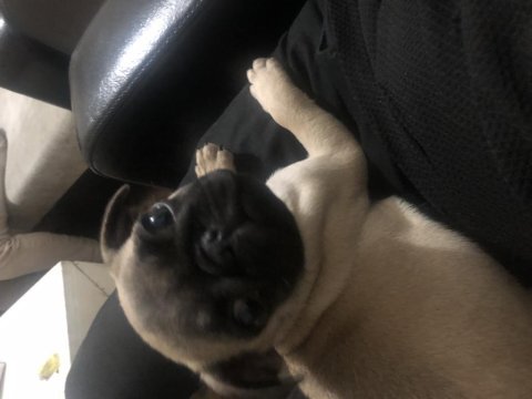 2,5 aylık orjinal pug cinsi köpeğimiz sahibini arıyor