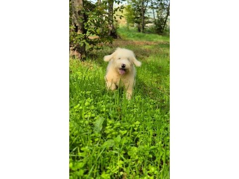 Muhteşem zeki ve güzellikte merle doodle yavrumuz