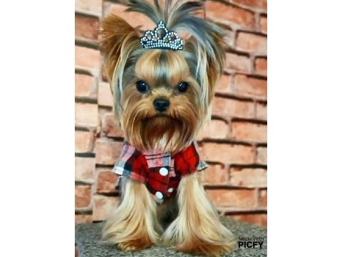 Teacup yorkshire terrier