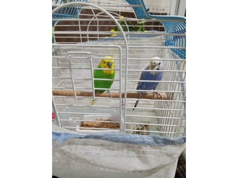 Hazır takım muhabbet kuşları