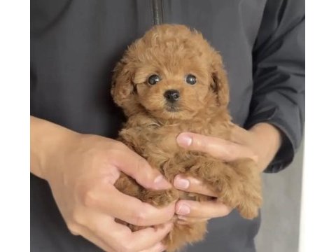 Toy poodle köpeği