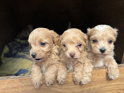 Poodle 2 aylık yavrular izmir