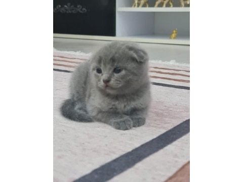 British ve scottish kedi