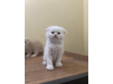 45 günlük scottish fold erkek kırık kulak