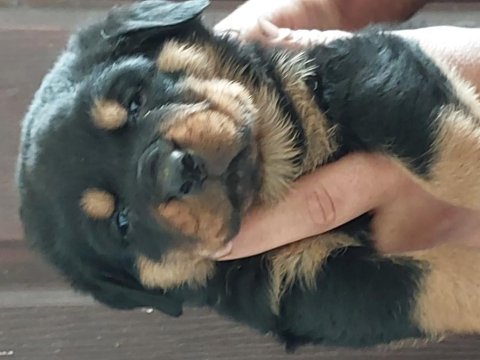 Macar koca kafa rottweiler yavruları