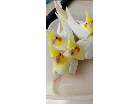 55 günlük full evcil sultan papağanı bebekler