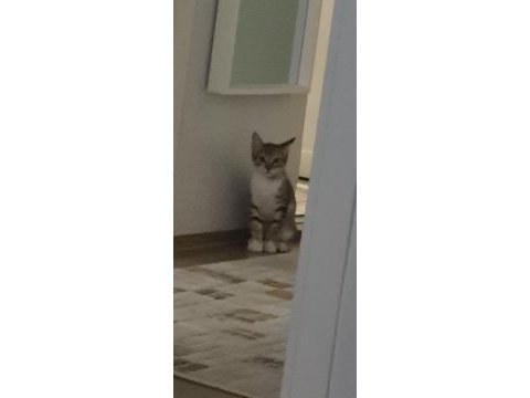 3 aylık yavru tekir