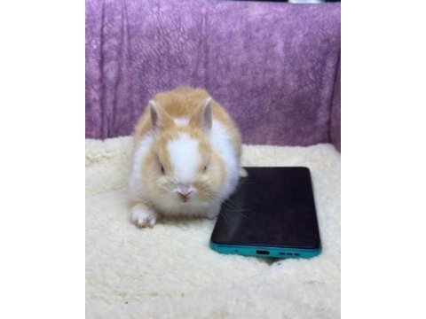 Cüce netherland dwarf tavşan yavrularımız