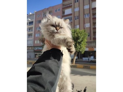 British longhair dişi