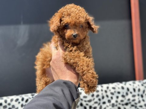 Yasal ruhsatlı çiftlikde ziyarete açık tea cup  poodle