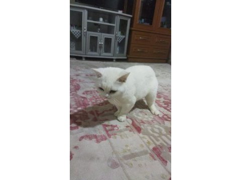 Beyaz renkli british shorthair