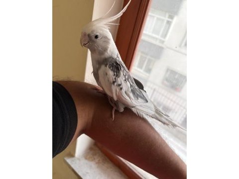 Evine maskot arayanlara kusursuz erkek sultan
