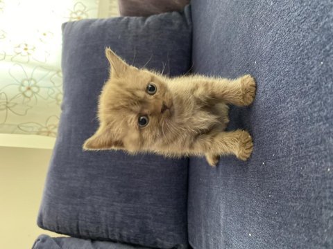3 british shorthair 1 tane nadir bulunan renk