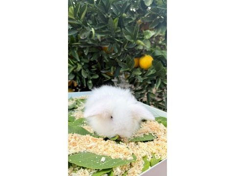 Hollanda teddy lop tavşanı yavrular