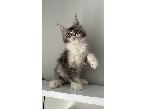 Minik dev maine coon prens hiroşi