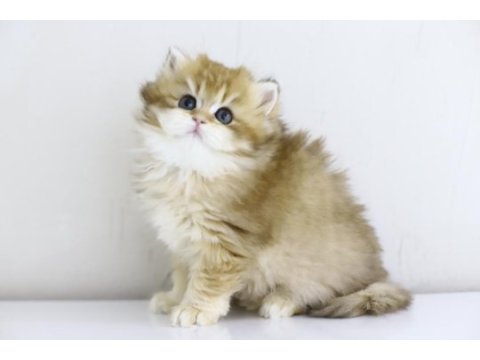 Teslime hazır tontik british longhair yavrular