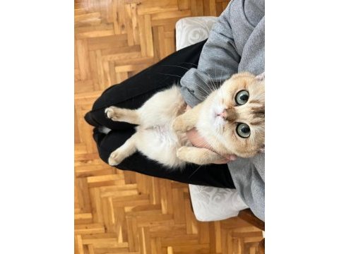 Tüm aşıları tam british shorthair