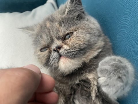 Exotic shorthair ücretsiz sahiplendirilecektir