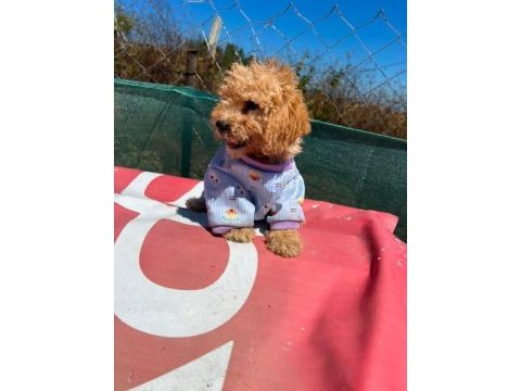 Tüm aşıları bitmiş son 2 kardeş maltipoo