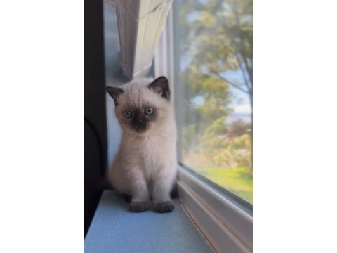 Şık çikolata point british shorthair