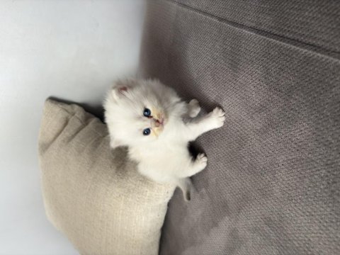British shorthair 40 günlük erkek yavru