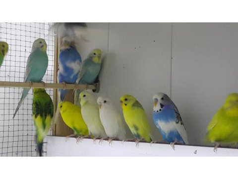İsteyene hobi olarak yada üretim amaçlı muhabbet takımlar