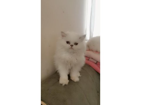 Silver point british longhair dişi