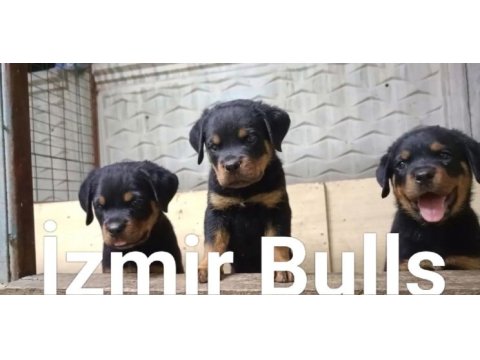 Rottweiler extrem sırbistan timittor