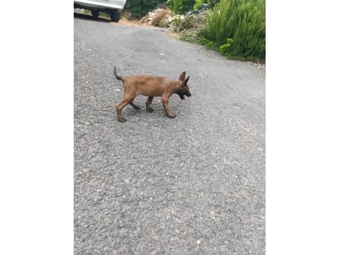 2 aylık dişi belçika kurdu sağlıklı veteriner kontrolünde