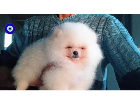 Orijinal pomeranian boo 3 aylık