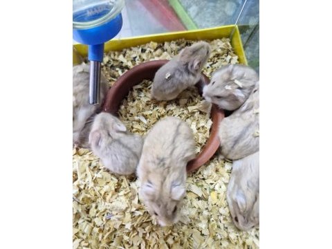 Ele alışkın yavru hamsterlar