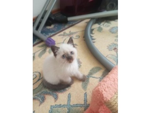 50 günlük british shorthair