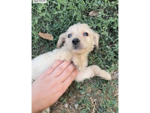 Sevimli golden retriever yavrular