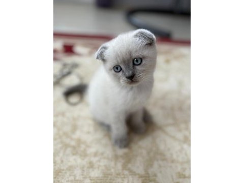 Blue point kedimiz anne baba görseli var