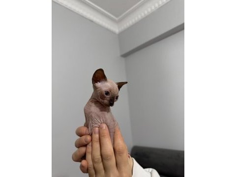 Dünya tatlısı sfenks yavruları
