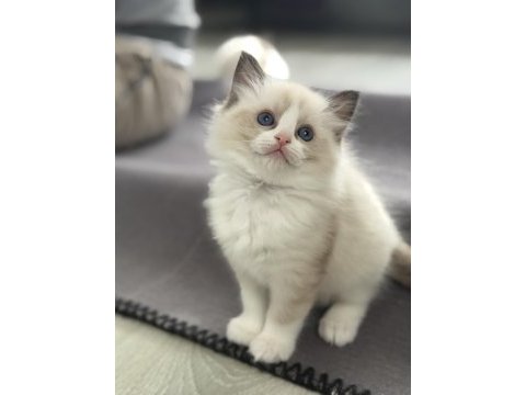 Ragdoll yavru kediler