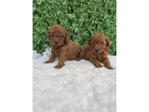 Toy poodle köpeklerimiz