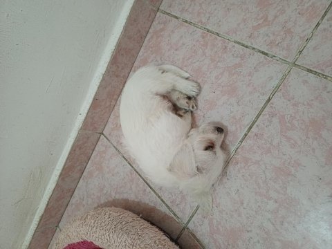 Jack russell anne malta terrier baba melez köpeğimiz