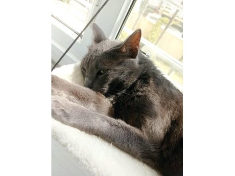 Russian blue cins kedim