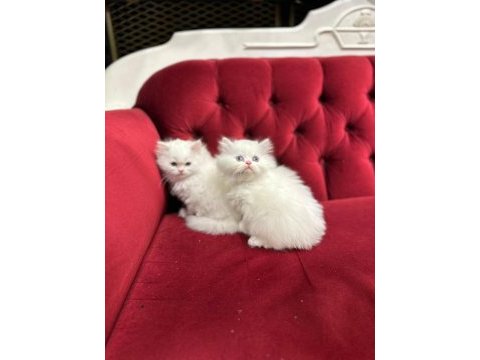 British longhair yavrularımız